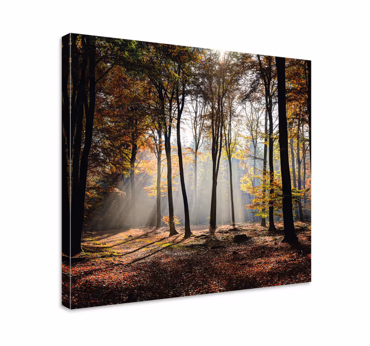 Tablou peisaje razele de lumină din pădure - TenStickers