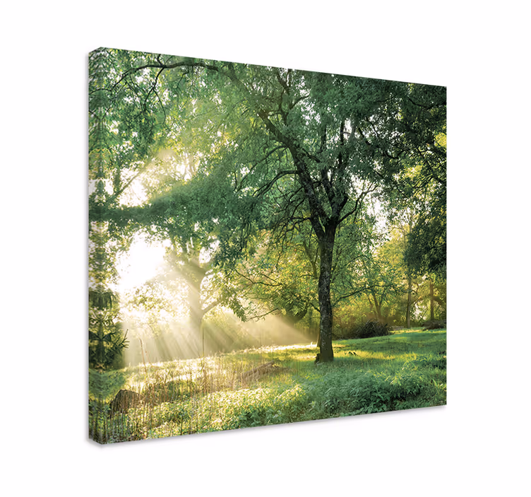 Tablou copaci lumina soarelui printre copaci - TenStickers