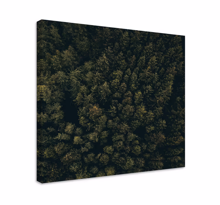 Tablou copaci acoperiș luxuriant de pădure - TenStickers
