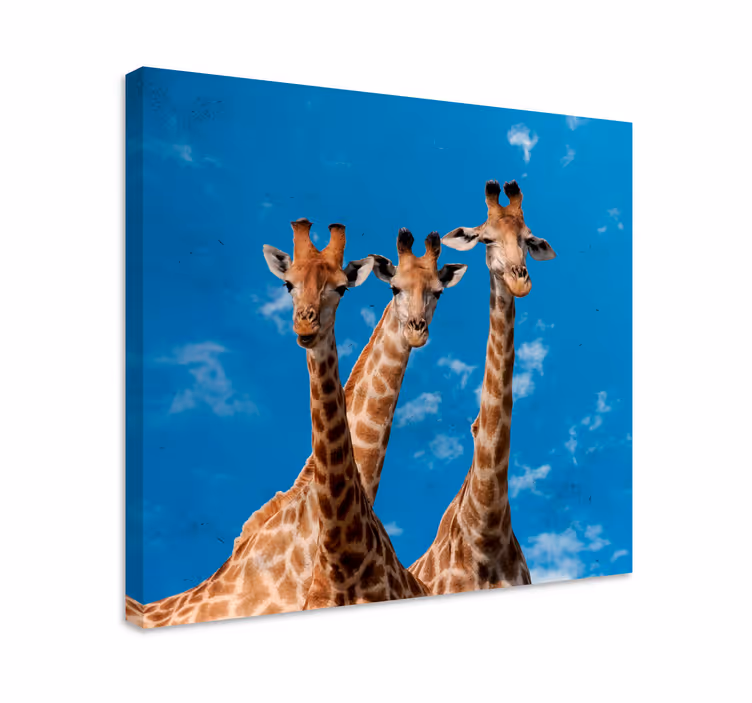 Tablou animale portret trio girafe - TenStickers