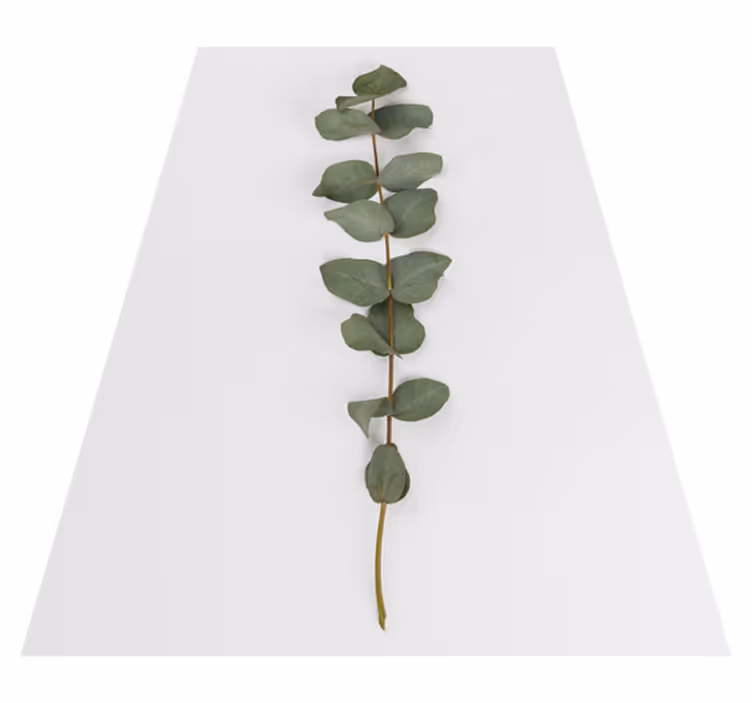 Covor vinil flori și plante frunze de eucalipt - TenStickers