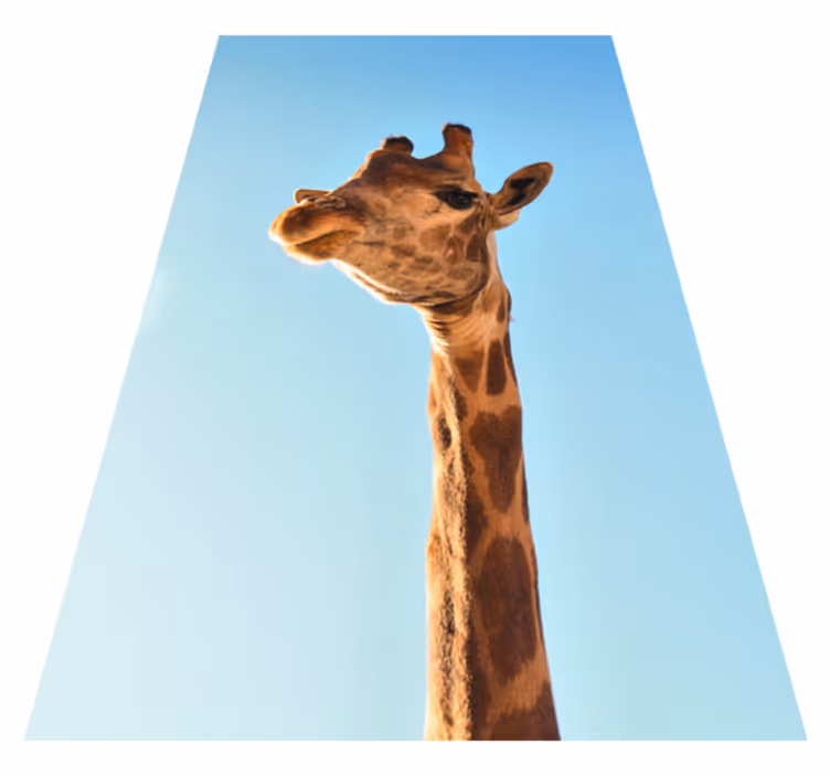 Covor vinil animal fotografie portret girafă - TenStickers