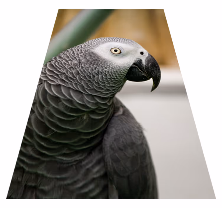 Papagal gri în natură covor animal - TenStickers