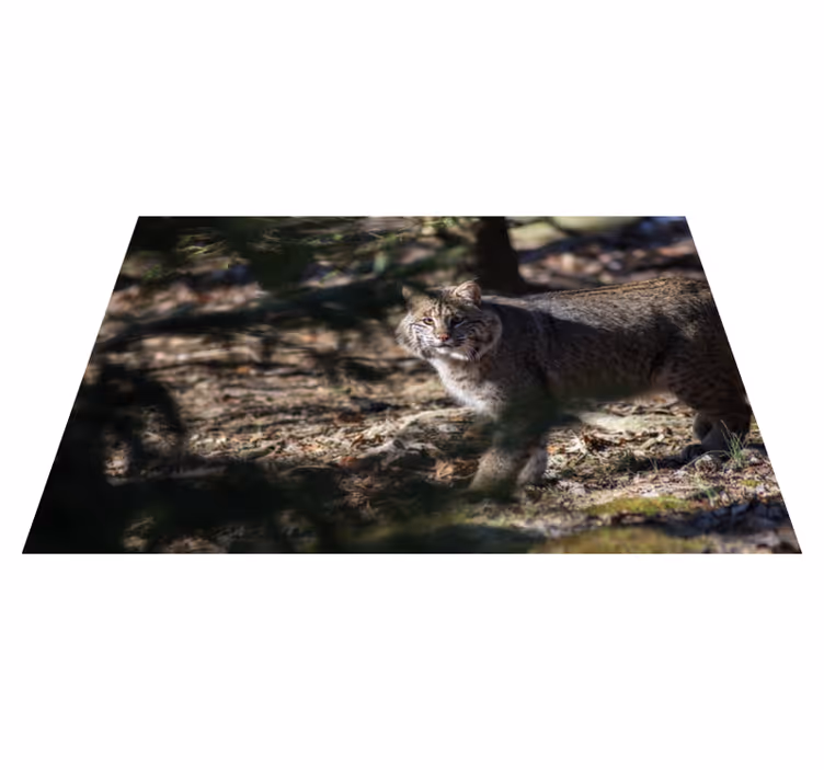 Covor de vinil pentru animale pisică sălbatică - TenStickers