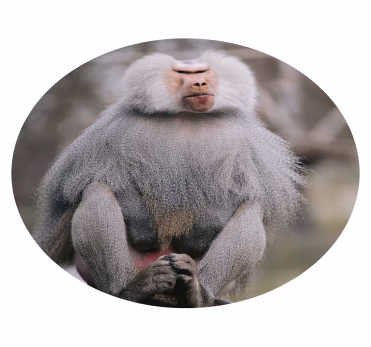 Covor vinil animal babuini care stau calm - TenStickers