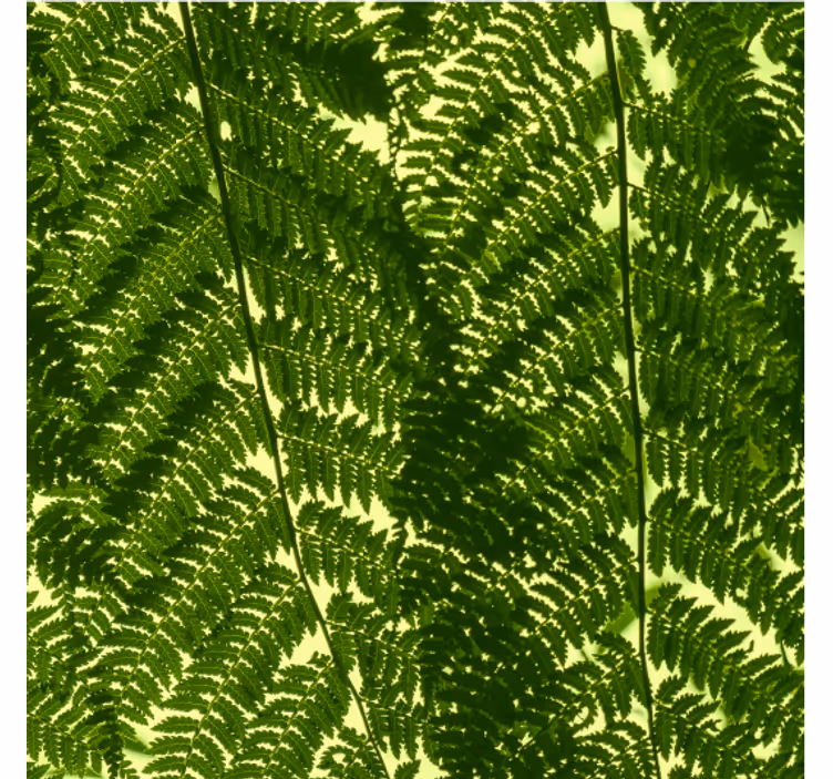 Tapet nordic plantă de ferigă verde - TenStickers