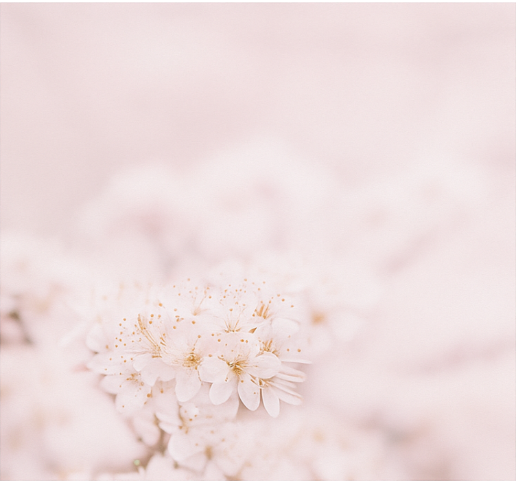 Rulou geam căsătorie flori de cireș delicate - TenStickers