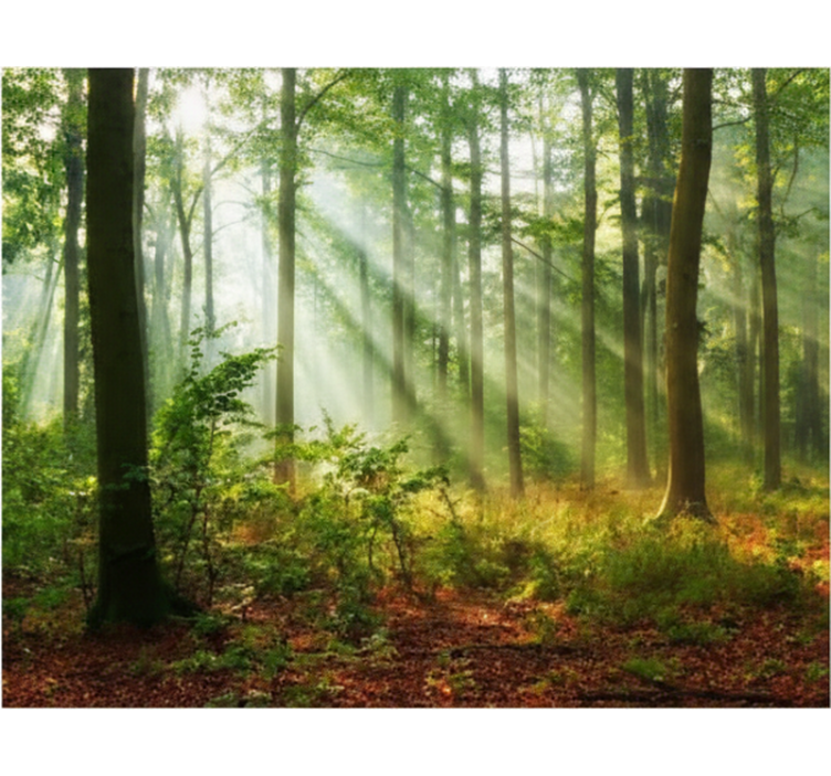 Rulou geam copaci lumină naturală în pădure - TenStickers