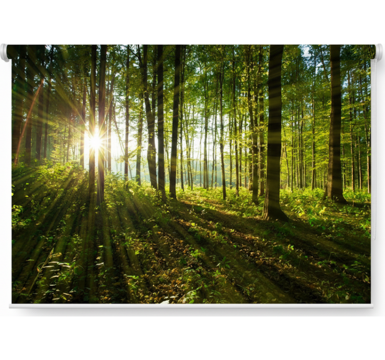 Rulou geam copaci păduri cu raze de soare - TenStickers