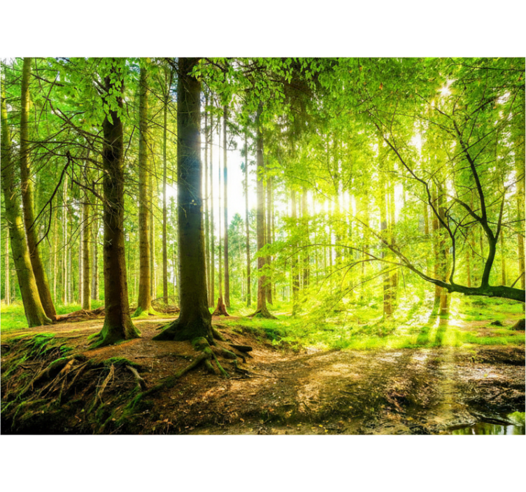 Rulou geam copaci valea montană luxuriantă - TenStickers