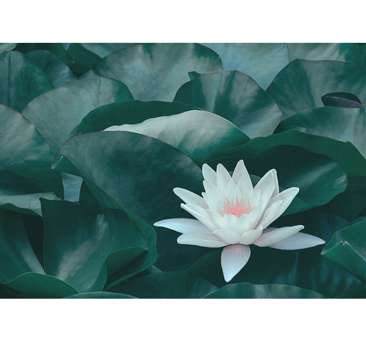 Rulou geam bucătărie floare de lotus alb zen - TenStickers