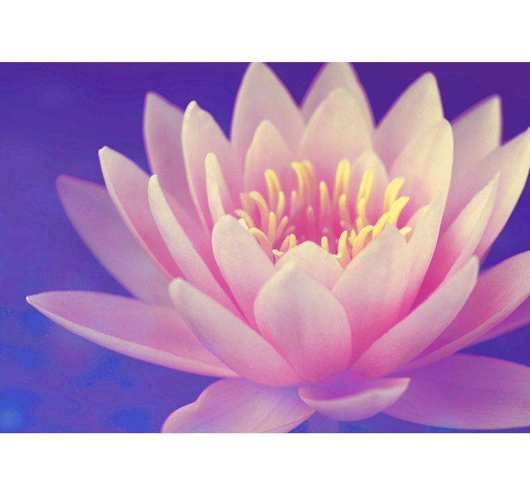 Rulou geam bucătărie floare de lotus roz - TenStickers