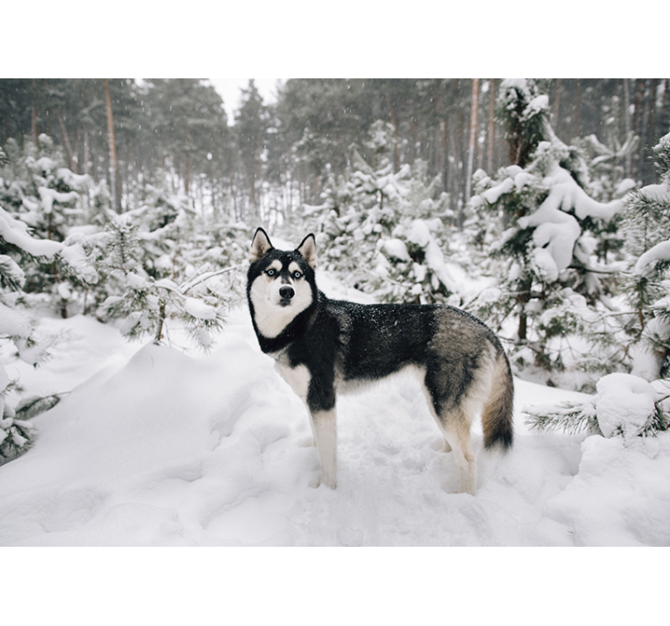 Rulou geam alb pădure de iarnă și câine husky - TenStickers