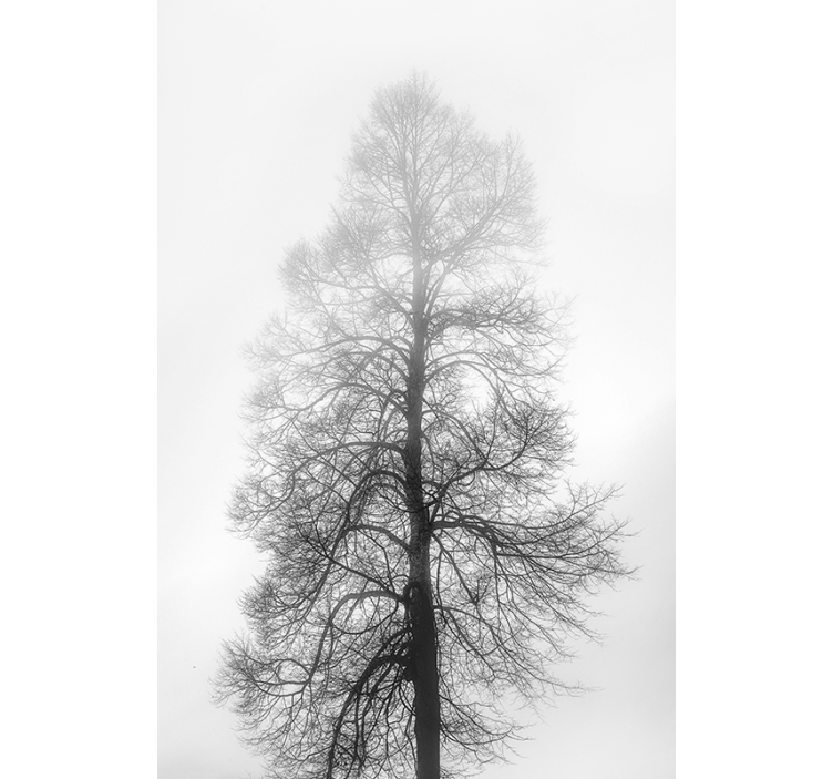 Cenușă fereastră copac Rulou - TenStickers