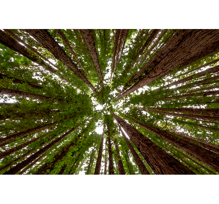 Rulou geam copaci design de baldachin înalt - TenStickers