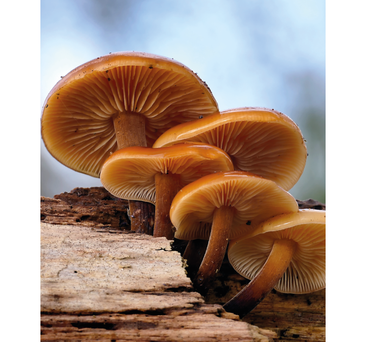 Rulou geam flori și plante creșterea ciupercilor - TenStickers