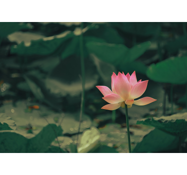 Rulou geam verde floare roz - TenStickers