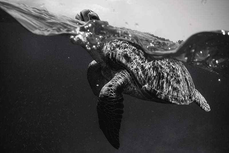 Naproane de textură scenă subacvatică cu țestoase - TenStickers