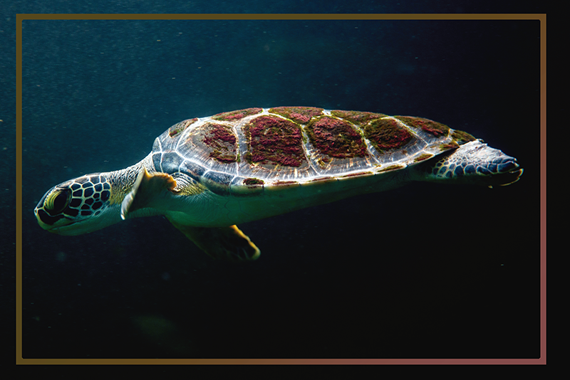 Naproane original peisaj acvatic pentru broaște țestoase - TenStickers