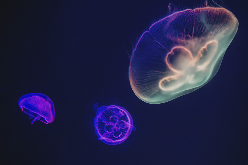 Naproane cu nume temă cu meduze colorate - TenStickers