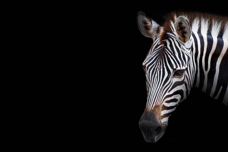 Tablouri de tablă zebră realiste - TenStickers