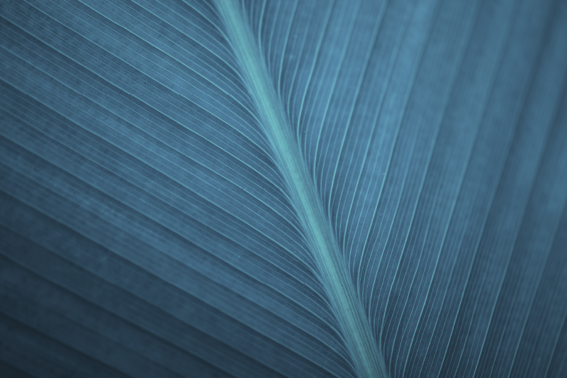 Covorase moderne cu frunze albastre cenușii - TenStickers