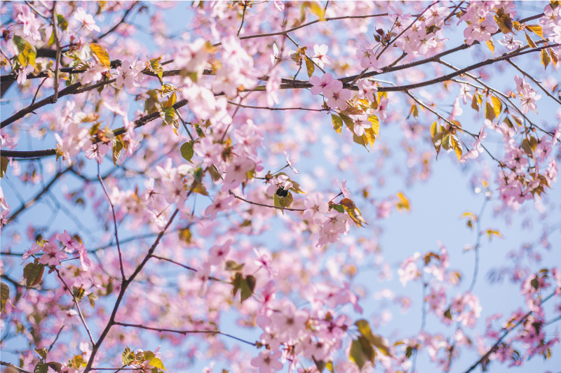 Naproane de textură floare de cireș înflorit - TenStickers