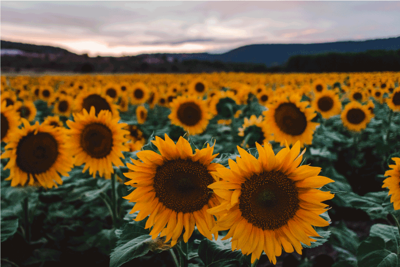 Naproane original priveliște câmp cu floarea-soarelui - TenStickers