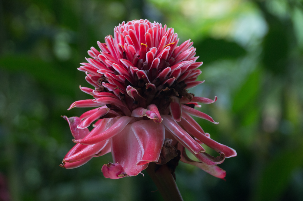 Naproane original aranjament floral tropical - TenStickers