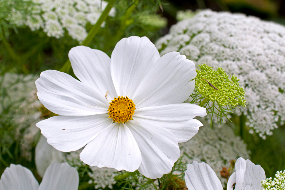 Naproane original floare albă elegantă - TenStickers