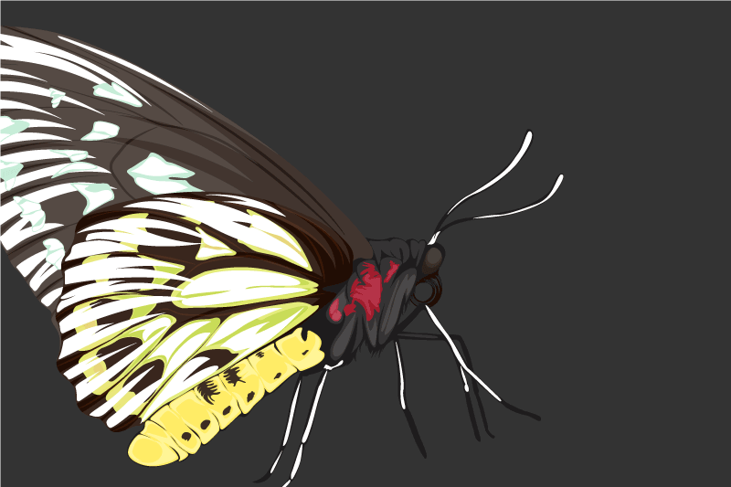 Naproane original ilustrație colorată cu fluturi - TenStickers