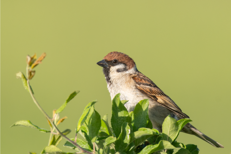 Vrabie în copertine de vinil copac - TenStickers