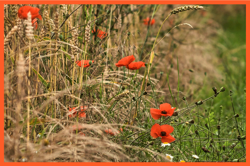 Naproane pentru copii aranjamente amuzante de mâncare - TenStickers