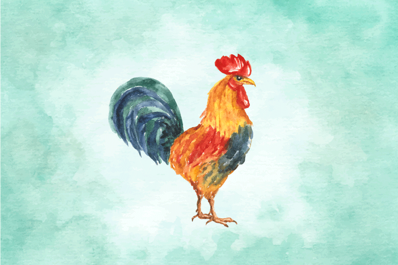 Desen colorat realist al husei de cocoș - TenStickers