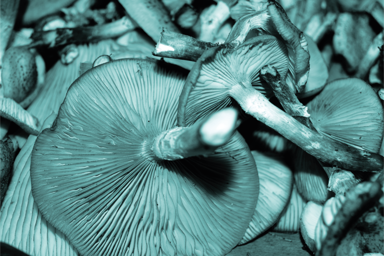 Naproane de textură prim-plan cu ciuperci - TenStickers