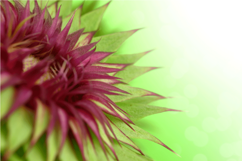 Naproane elegant tulpină - TenStickers