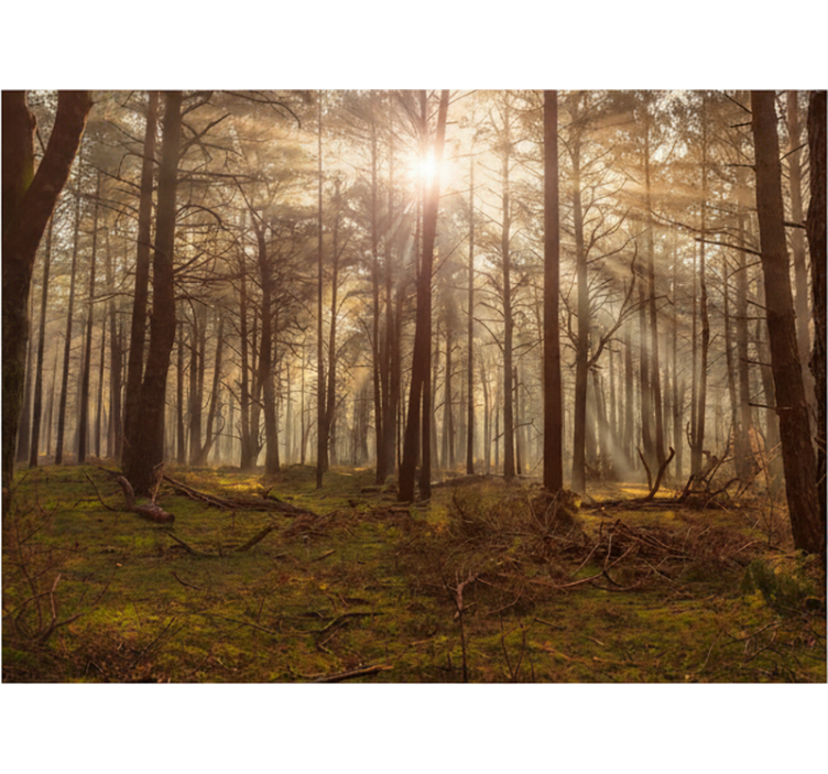 Păduri fototapet lounge cu faună aurie - TenStickers