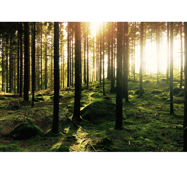 Ascunzătoare în pictura murală a pădurii - TenStickers