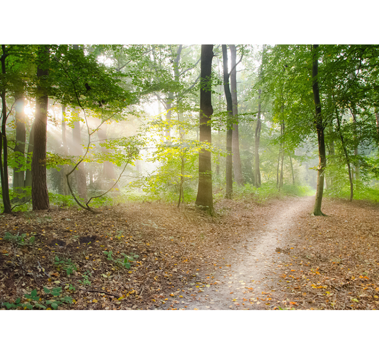 Pictură murală uimitoare de pădure - TenStickers