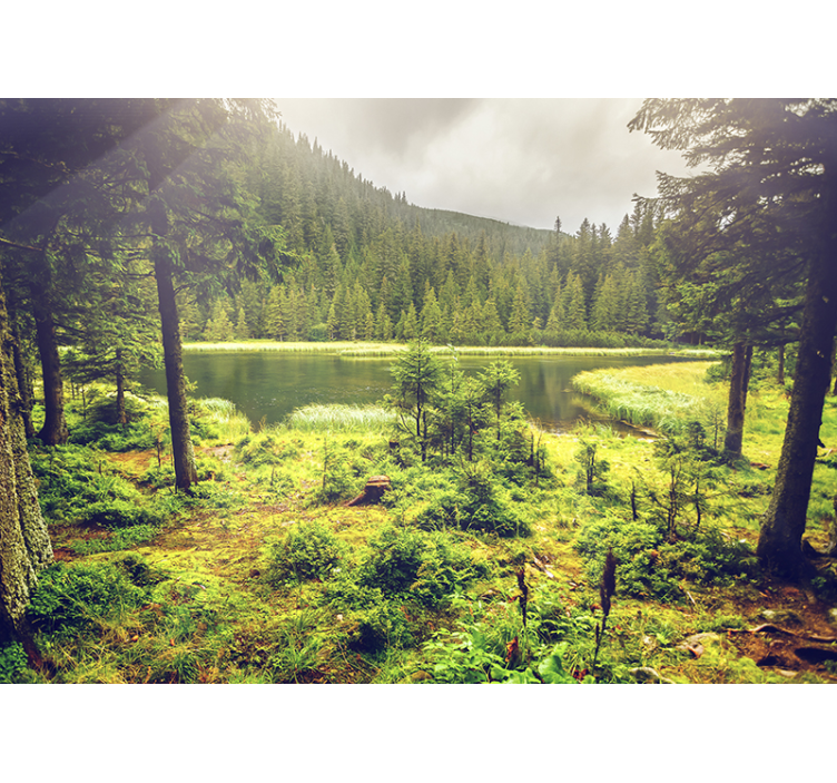 Copaci verzi pădure murală - TenStickers