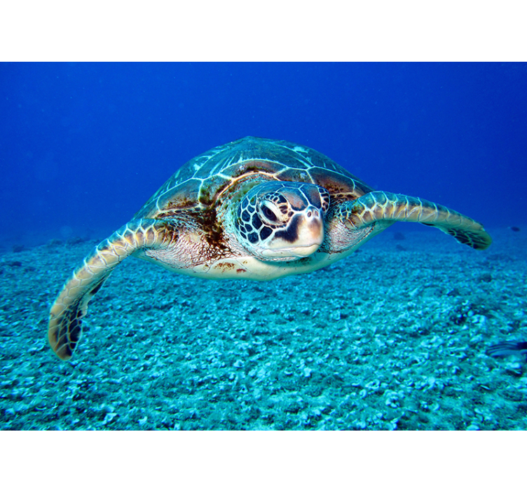 Pictură murală cu animal de broască testoasă hawksbill - TenStickers