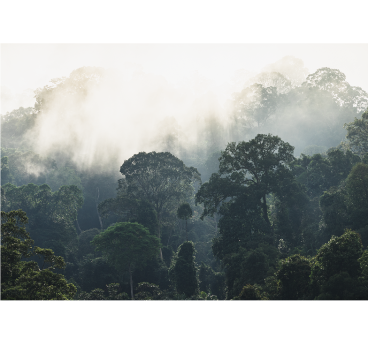 Fototapet natura peisajul pădurii în ceață - TenStickers