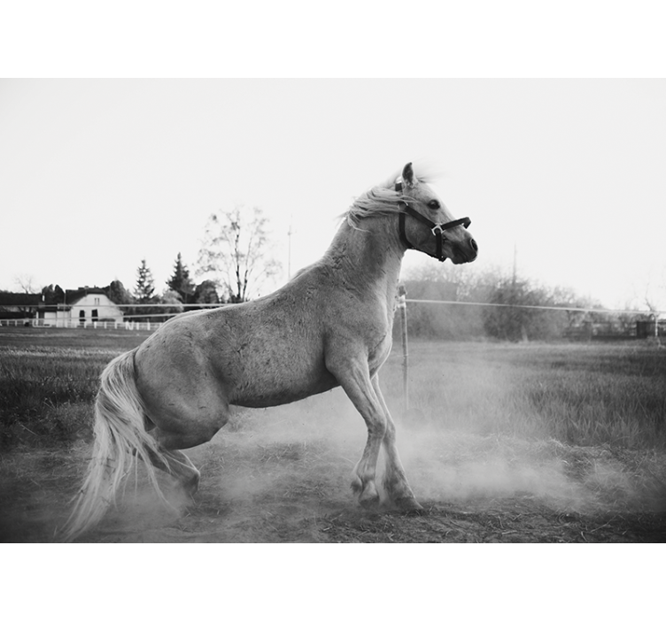 Fototapet animale poni galopând - TenStickers