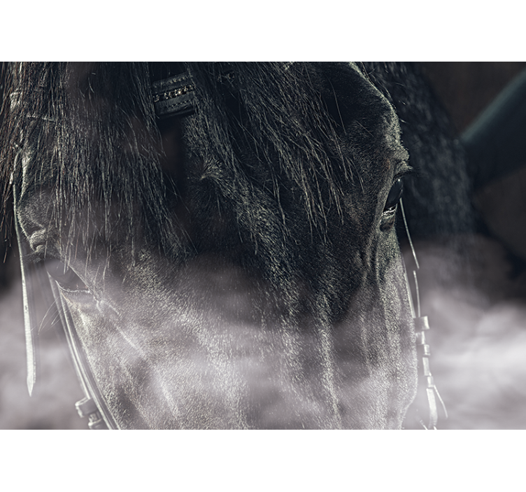 Fototapet animale prim-plan al unui cal maiestuos - TenStickers