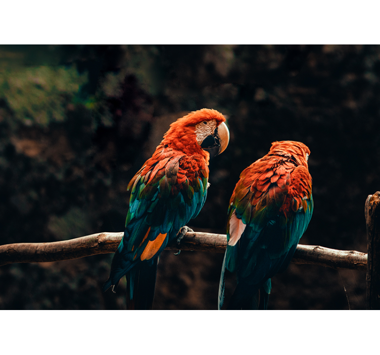 Mural de perete colorat papagali - TenStickers