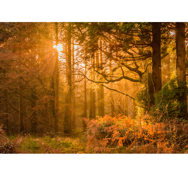 Fototapet natura peisaj împădurit iluminat - TenStickers