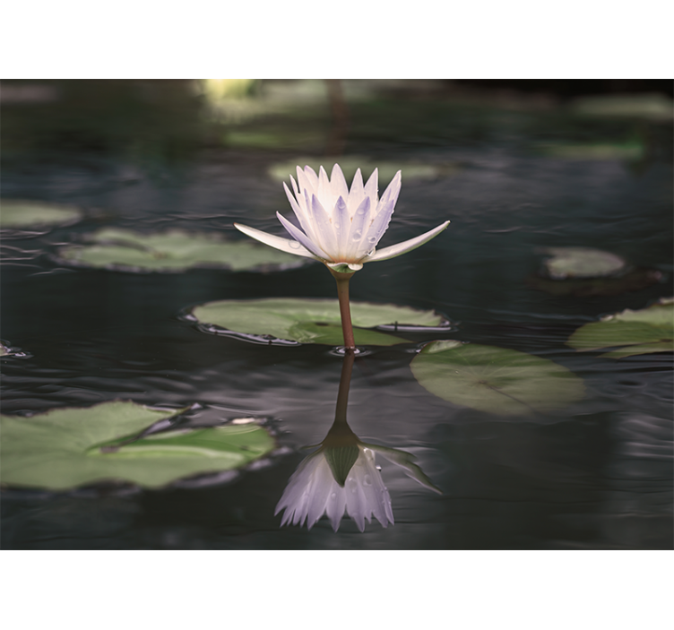 Fototapet cu flori reflecție de floare de lotus - TenStickers