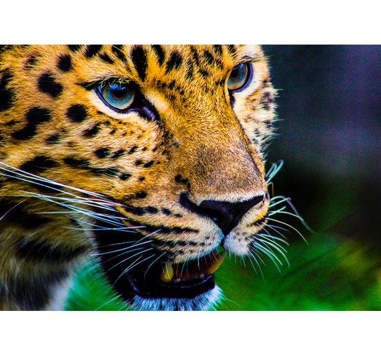 Fototapet animale prim-plan leopard - TenStickers