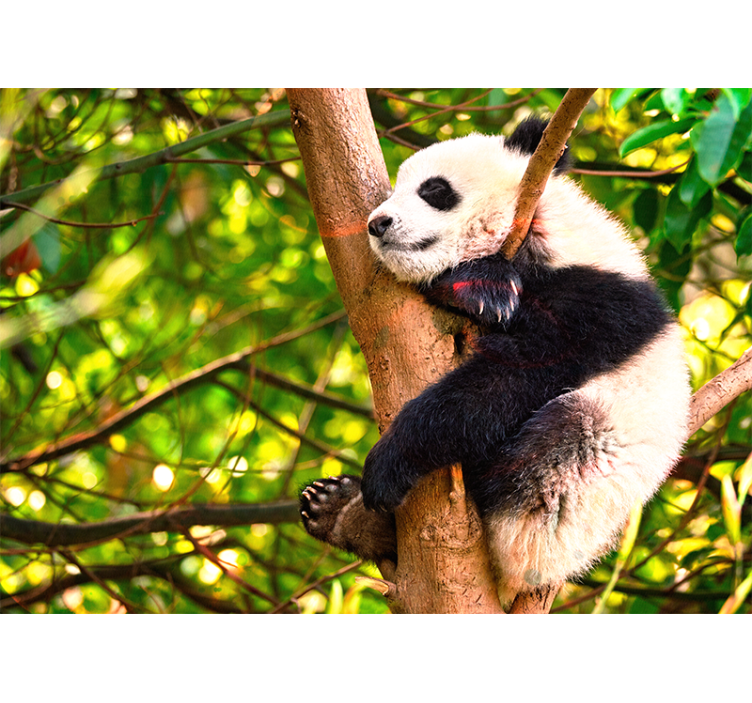 Fototapet animale pui de panda relaxant - TenStickers
