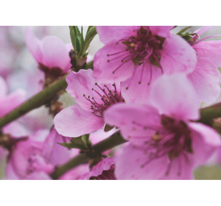 Fototapet maci flori roz strălucitoare - TenStickers